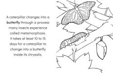 Alternative view 4 of Bug Book for Kids: Coloring Fun and Awesome Facts