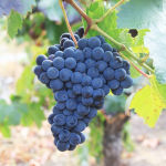 Alternative view 3 of A Season for That: Lost and Found in the Other Southern France