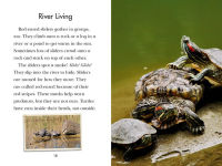 Alternative view 4 of Totally Turtles!