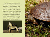 Alternative view 6 of Totally Turtles!