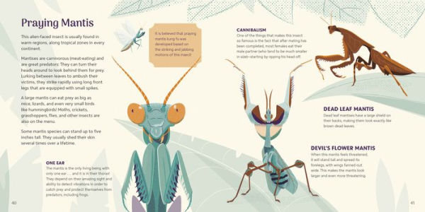 Amazing Insects Around the World