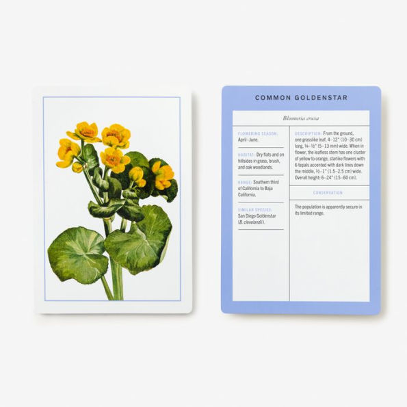 New York Botanical Garden Wildflower Identification Flashcards: 100 Common Wildflowers of North America