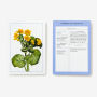 Alternative view 5 of New York Botanical Garden Wildflower Identification Flashcards: 100 Common Wildflowers of North America