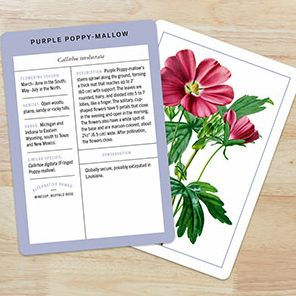 New York Botanical Garden Wildflower Identification Flashcards: 100 Common Wildflowers of North America