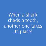 Alternative view 2 of The Secret History of Sharks: The Rise of the Ocean's Most Fearsome Predators