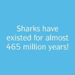 Alternative view 3 of The Secret History of Sharks: The Rise of the Ocean's Most Fearsome Predators