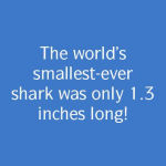 Alternative view 5 of The Secret History of Sharks: The Rise of the Ocean's Most Fearsome Predators
