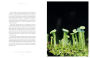 Alternative view 16 of Entangled Life: The Illustrated Edition: How Fungi Make Our Worlds
