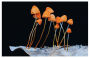 Alternative view 19 of Entangled Life: The Illustrated Edition: How Fungi Make Our Worlds