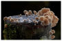 Alternative view 5 of Entangled Life: The Illustrated Edition: How Fungi Make Our Worlds