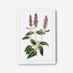 Alternative view 4 of New York Botanical Garden Herb Identification Flashcards: 100 Common Herbs of North America