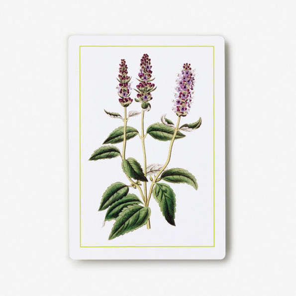 New York Botanical Garden Herb Identification Flashcards: 100 Common Herbs of North America