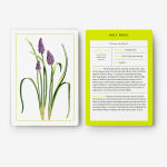 Alternative view 8 of New York Botanical Garden Herb Identification Flashcards: 100 Common Herbs of North America