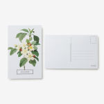 Alternative view 7 of New York Botanical Garden: In Full Bloom Postcards: 100 Postcards from the Archives of the New York Botanical Garden