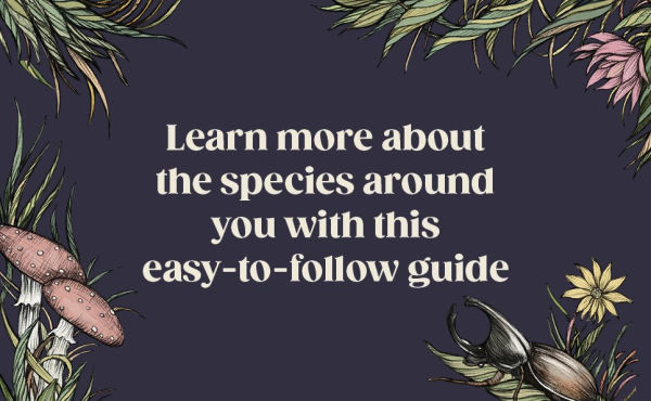The Everyday Naturalist: How to Identify Animals, Plants, and Fungi Wherever You Go