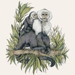 Alternative view 3 of The Everyday Naturalist: How to Identify Animals, Plants, and Fungi Wherever You Go