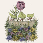 Alternative view 4 of The Everyday Naturalist: How to Identify Animals, Plants, and Fungi Wherever You Go