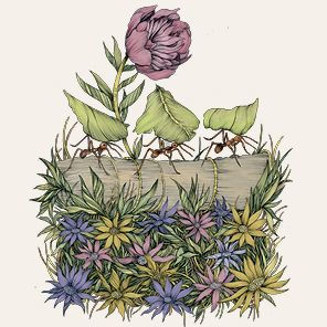 The Everyday Naturalist: How to Identify Animals, Plants, and Fungi Wherever You Go