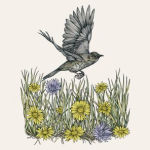Alternative view 6 of The Everyday Naturalist: How to Identify Animals, Plants, and Fungi Wherever You Go