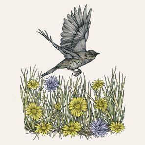 The Everyday Naturalist: How to Identify Animals, Plants, and Fungi Wherever You Go