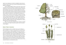 Alternative view 7 of The Everyday Naturalist: How to Identify Animals, Plants, and Fungi Wherever You Go