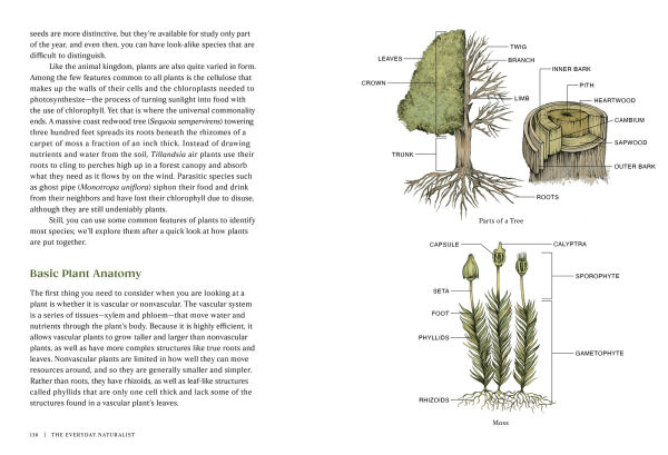 The Everyday Naturalist: How to Identify Animals, Plants, and Fungi Wherever You Go