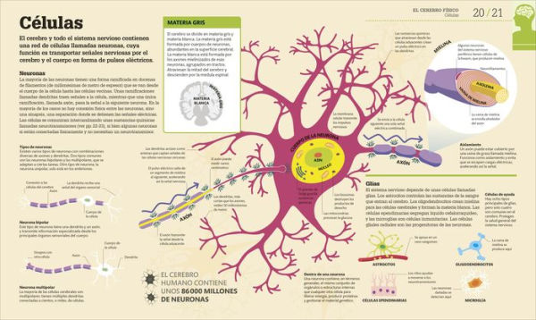 Cómo funciona el cerebro (How the Brain Works)