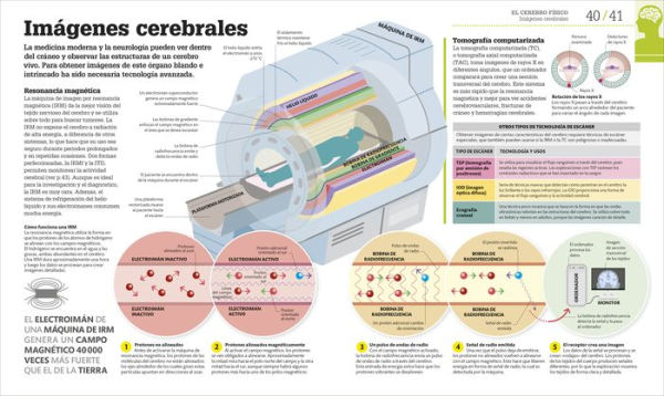 Cómo funciona el cerebro (How the Brain Works)