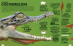 Alternative view 3 of El mundo en nÃºmeros: Animales (Our World in Numbers Animals)