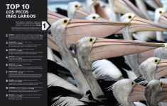 Alternative view 5 of El mundo en nÃºmeros: Animales (Our World in Numbers Animals)