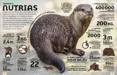 Alternative view 7 of El mundo en nÃºmeros: Animales (Our World in Numbers Animals)