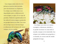 Alternative view 5 of TIME for Kids: Insectos (TIME for Kids: Insects Spanish Edition)
