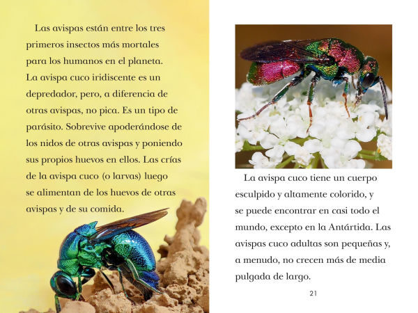 TIME for Kids: Insectos (TIME for Kids: Insects Spanish Edition)