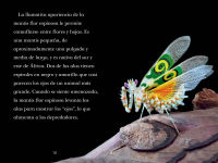 Alternative view 6 of TIME for Kids: Insectos (TIME for Kids: Insects Spanish Edition)