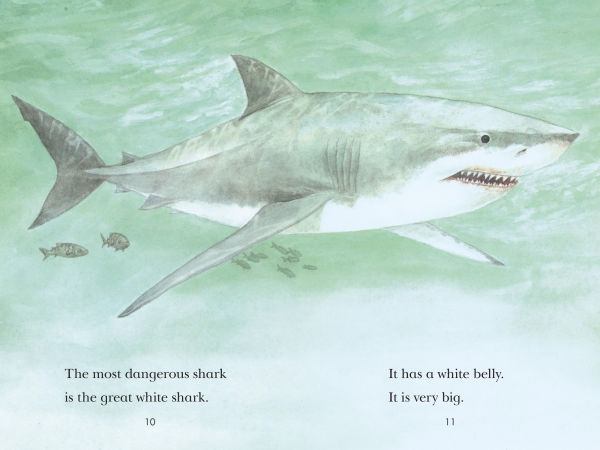 Sharks!