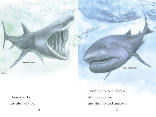 Sharks!