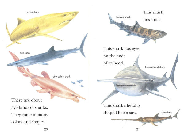 Sharks!