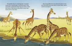Alternative view 3 of My Little Golden Book About Giraffes
