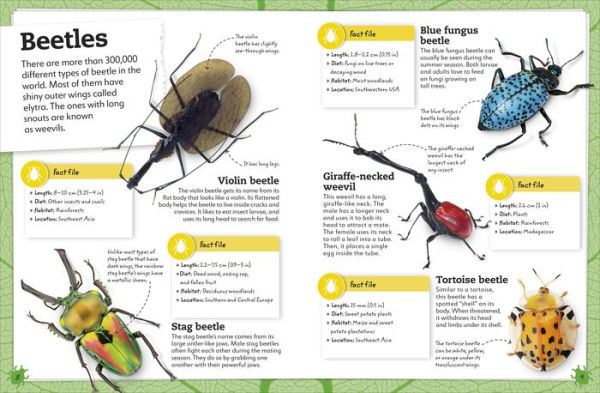 My Book of Bugs: A Fact-Filled Guide to the Insect World