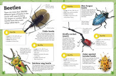 Alternative view 3 of My Book of Bugs: A Fact-Filled Guide to the Insect World
