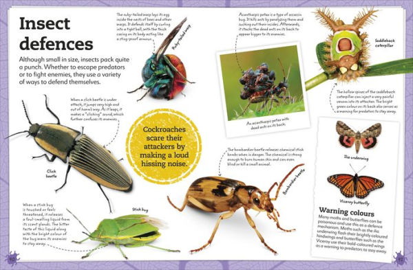 My Book of Bugs: A Fact-Filled Guide to the Insect World