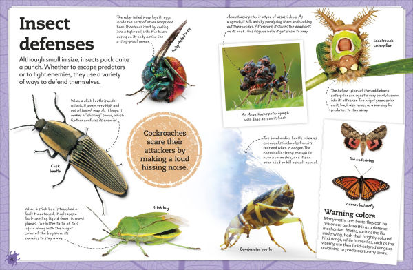 My Book of Bugs: A Fact-Filled Guide to the Insect World