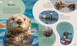 Alternative view 11 of Ocean: Dive In and Discover the World Beneath the Waves