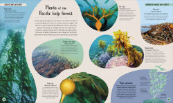 Alternative view 7 of Ocean: Dive In and Discover the World Beneath the Waves