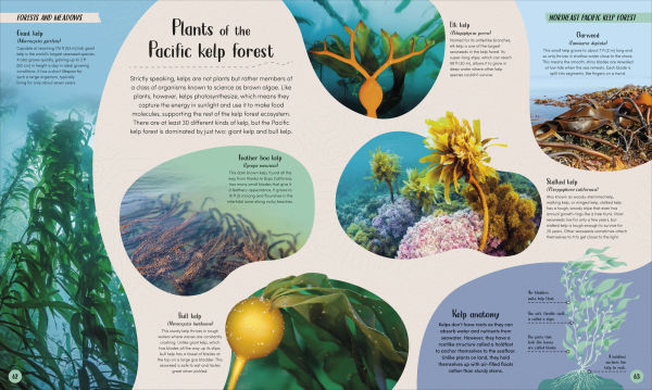 Ocean: Dive In and Discover the World Beneath the Waves