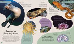 Alternative view 8 of Ocean: Dive In and Discover the World Beneath the Waves