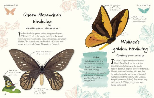 An Anthology of Butterflies and Moths: A Collection of Over 100 of the World's Most Fascinating Moths and Butterflies
