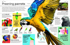 Alternative view 11 of Eyewitness Encyclopedia of Animals