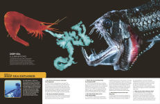 Alternative view 14 of Eyewitness Encyclopedia of Animals