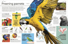 Alternative view 15 of Eyewitness Encyclopedia of Animals